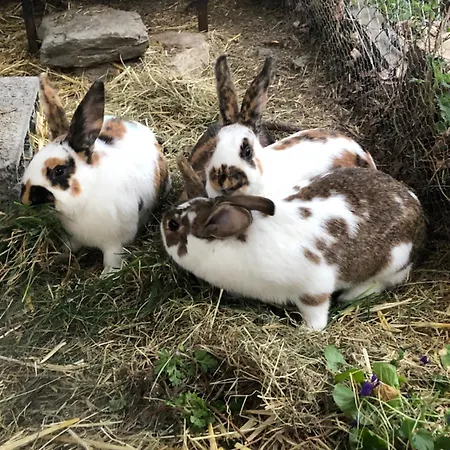 Bed and breakfast Domaine Bellevie