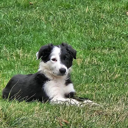 Bed and breakfast Domaine Bellevie