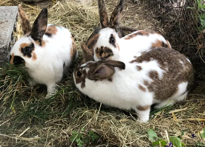 ベッド・アンド・ブレックファスト Domaine Bellevie