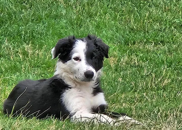 ベッド・アンド・ブレックファスト Domaine Bellevie